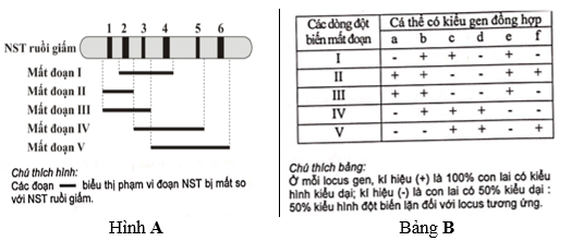 Hình A mô tả một đoạn NST từ tế bào tuyến nước bọt của ấu trùng ruồi giấm có 6 băng (kí kiệu từ 1 đến 6) tương ứng với 6 locus gene khác nhau chưa biết trật tự trên NST (kí hiệu từ A đến F). (ảnh 1)
