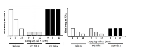 Để xác định đột biến xảy ra ở vị trí nào trong gene mã hoá enzyme X của các chủng đột biến ở vi khuẩn E.Coli, người ta phân tích hàm lượng mRNA và enzyme X được tạo trong tế bào E.Coli kiểu dại (ảnh 1)