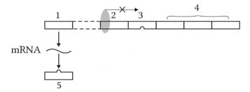 Trong cơ chế điều hòa biểu hiện gene của operon lac ở E. coli, khi môi trường không có lactose thì protein ức chế sẽ ức chế quá trình phiên mã bằng cách gắn vào vùng số mấy?     	A. Số 1.	B. Số 3.	C. Số 4.	D. Số 2. (ảnh 1)