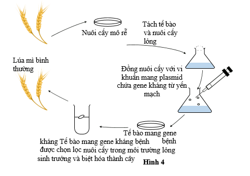 “Take−all” là bệnh ở lúa mì do nấm gây ra, nó có thể gây ra thiệt hại nghiêm trọng ảnh hưởng đến năng suất vụ mùa.  (ảnh 1)