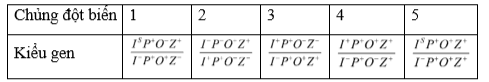 Ở vi khuẩn E. coli kiểu dại, sự biểu hiện của gen lacZ thuộc operon  Lac mã hóa enzim β-galactosidase phụ thuộc vào sự có mặt của glucose và lactose trong môi trường.  (ảnh 1)