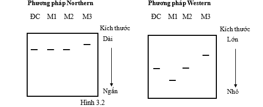 Có 3 loại đột biến xảy ra ở cùng một gene, ký hiệu các thể đột biến này lần lượt là M1, M2 và M3.  (ảnh 1)