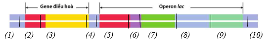 Cho sơ đồ operon lac và gene điều hòa như sau:  Trình tự vận hành của operon lac có vị trí bám của protein ức chế nằm ở vị trí số mấy? (ảnh 1)