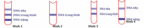 Trong thí nghiệm của Meselson và Stahl về cơ chế sao chép của DNA, vi khuẩn được nuôi trong môi trường chứa các nucleotide được đánh dấu bởi đồng vị nặng N1 (ảnh 1)