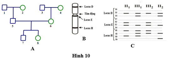 Hội chứng Patau ở người do thừa một nhiễm sắc thể số 13. Trên nhiễm sắc thể số 13 xét ba locus D, E và H như hình 10B và mỗi locus có các allele khác nhau được kí hiệu như hình 10C. (ảnh 1)