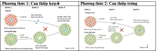 Em bé “ba bố mẹ” được sinh ra bằng phương pháp IVF (thụ tinh trong ống nghiệm). Em bé này được sinh ra từ hợp tử hoặc trứng đã được biến đổi gene và có DNA của mẹ ruột, cha ruột và một người hiến tặng trứng. (ảnh 1)
