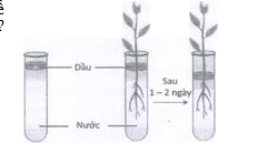 H&igrave;nh b&ecirc;n m&ocirc; tả một bố tr&iacute; th&iacute; nghiệm để chứng minh cho qu&aacute; tr&igrave;nh sinh l&iacute; n&agrave;o của thực vật? A. Qu&aacute; tr&igrave;nh h&ocirc; hấp. B. Qu&aacute; tr&igrave;nh quang hợp. C. Qu&aacute; tr&igrave;nh tho&aacute;t hơi nước ở thực vật. D. Sự sinh trưởng v&agrave; ph&aacute;t triển của c&agrave;nh. (ảnh 1)