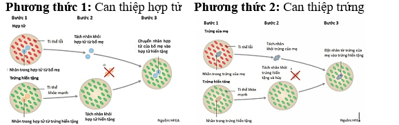 Em bé “ba bố mẹ” được sinh ra bằng phương pháp IVF (thụ tinh trong ống nghiệm). Em bé này được sinh ra từ hợp tử hoặc trứng đã được biến đổi gene  và có DNA của mẹ ruột (ảnh 1)