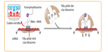 Hình ảnh dưới đây mô tả giai đoạn nào của quá trình tổng hợp chuỗi polypeptide ở sinh vật nhân sơ?  A. Hoạt hóa amino acid.  B. Kéo dài. C. Khởi đầu. D. Kết thúc. (ảnh 1)