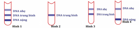Trong thí nghiệm của Meselson và Stahl về cơ chế sao chép của DNA, vi khuẩn được nuôi trong môi trường chứa các nucleotide được đánh dấu bởi đồng vị nặng N15 trong một vài thế hệ,  (ảnh 1)