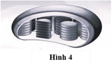 Hình 4 mô tả cấu trúc của bào quan làm nhiệm vụ quang hợp trong tế bào nhân thực. Bào quan này là A. Lưới nội chất. B. Lục lạp. C. Ribosome. D. Ti thể. (ảnh 1)
