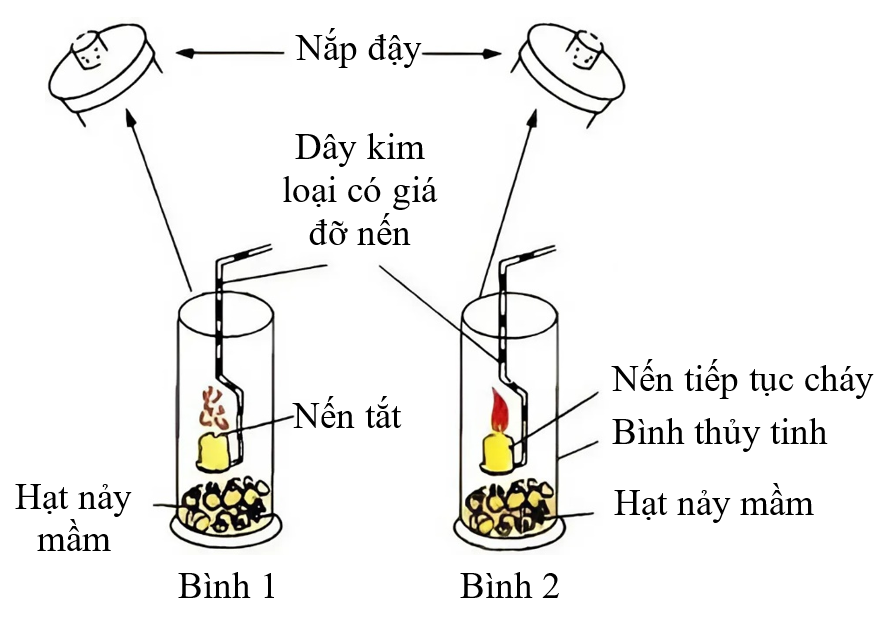 Để phát hiện hô hấp ở thực vật, một nhóm học sinh đã làm thí nghiệm như sau: Lấy 100 hạt mới nhú mầm và chia thành hai phần bằng nhau. Luộc chín một trong hai phần. (ảnh 1)