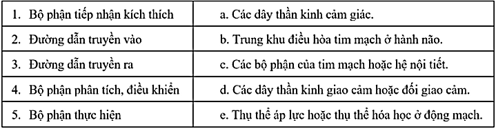Ghép nội dung ở cột bên phải với nội dung ở cột bên trái để trở thành một câu có nội dung đúng về bộ phận tham gia điều hòa tim mạch: (ảnh 1)