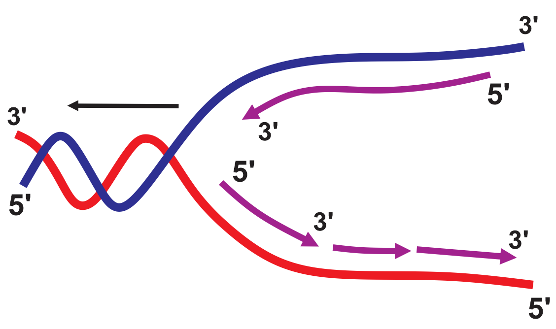 Hình sau đây mô tả cơ chế di truyền nào trong tế bào?    A. Tái bản DNA.						B. Phiên mã của gene. C. Dịch mã tổng hợp polypeptid.		D. Điều hòa hoạt động gene. (ảnh 1)