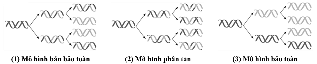 Hình 12 mô tả ba mô hình giả thuyết được đưa ra về quá trình sao chép DNA: mô hình bảo toàn, mô hình bán bảo toàn, mô hình phân tán. (ảnh 1)