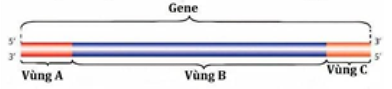 Vùng A của gene mô tả hình bên có chức năng gì?   A. Vùng điều hòa, mang tín hiệu khởi động phiên mã. B. Vùng kết thúc, mang tín hiệu kết thúc phiên mã. C. Vùng điều hòa, mang tín hiệu khởi động dịch mã. D. Vùng kết thúc, mang tín hiệu kết thúc dịch mã. (ảnh 1)