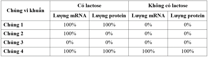 Bảng dưới đây mô tả hàm lượng mRNA và protein tương đối của gene lacZ thuộc operon lac ở các chủng vi khuẩn E. coli  (ảnh 1)