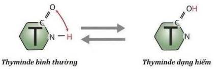Base nitrogenous dạng hiếm ở hình dưới sẽ tạo nên đột biến điểm như thế nào?   	A. Mất một cặp A – T. 			B. Thêm một cặp G – C.  	C. Thay thế cặp G – C bằng cặp A – T. 	D. Thay thế cặp A – T bằng cặp G – C. (ảnh 1)