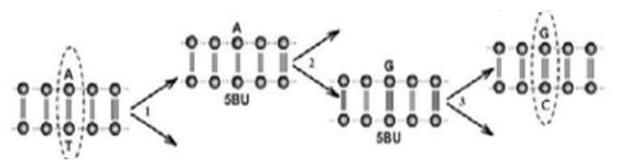 Hình dưới đây mô tả cơ chế phát sinh đột biến gene khi có sự tác động của tác nhân đột biến 5-bromuracil (5BU). Tính từ khi 5BU liên kết với nucleotide adenine thì sau mấy lần nhân đôi sẽ phát sinh gene đột biến. (ảnh 1)