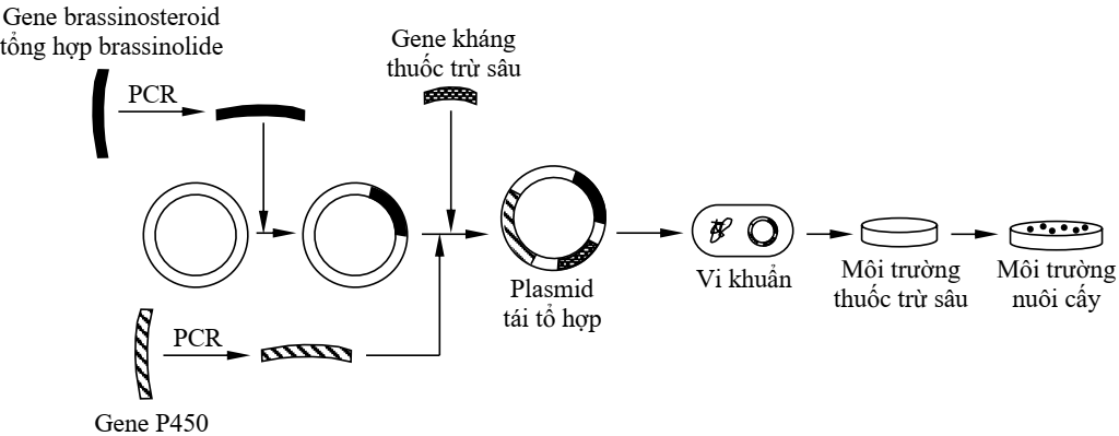 Các nhà khoa học đã phát hiện ra rằng, một loại hormone thực vật – brassinolide – có thể thúc đẩy quá trình phân hủy và chuyển hóa thuốc trừ sâu trong cây. Các nhà nghiên cứu nhận thấy rằng, sau khi xử lý bằng brassinolide (ảnh 1)