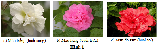 Hiện tượng thay đổi màu sắc hoa của một cây phù dung ở các thời điểm khác nhau trong ngày (Hình 1) được gọi là gì? (ảnh 1)