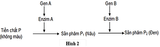 Ở một loài động vật, màu lông do sự tác động của hai cặp gene  (A, a và B, b) phân li độc lập quy định. Allele A và allele B tác động đến sự hình thành màu lông theo sơ đồ hình 2, các allele a và allele b không có chức năng trên.  (ảnh 1)