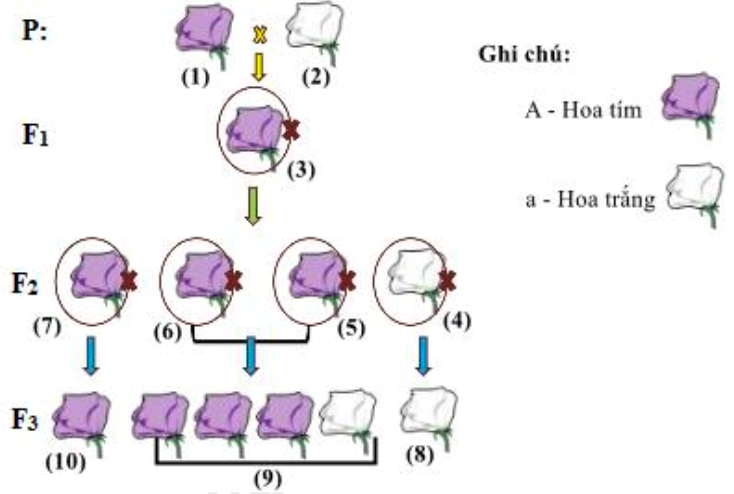 Ở cây đậu Hà Lan, xét gene  quy định màu hoa có 2 allele nằm trên NST thường, allele A quy định hoa tím trội hoàn toàn so với allele a quy định hoa trắng. Hình sau mô tả thí nghiệm của Mendel về màu sắc của hoa cây đậu Hà Lan. (ảnh 1)