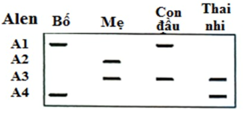 Có khoảng 3% dân số bình thường mang allele đột biến ở gene  CFTR gây bệnh xơ nang. Một nhà tư vấn di truyền nghiên cứu một gia đình trong đó có bố và mẹ đều là thể mang về một đột biến CFTR.  (ảnh 1)