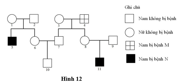 Phả hệ ở Hình 12 mô tả sự di truyền của bệnh M và bệnh N ở người, mỗi bệnh đều do 1 trong 2 allele của 1 gene  quy định. Cả 2 gene  này đều nằm ở vùng không tương đồng của nhiễm sắc thể giới tính X. (ảnh 1)
