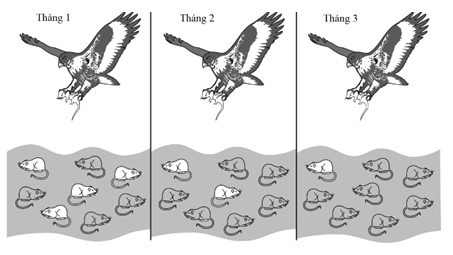 Hình 2 dưới đây mô tả quá trình săn mồi của một con diều hâu trong 3 tháng ở một quần thể chuột. Sự thay đổi trong quần thể chuột có thể được giải thích hợp lý bằng (ảnh 1)