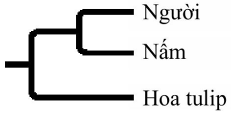 Cây phát sinh chủng loại nào sau đây mô tả hợp lý nhất về mối quan hệ họ hàng giữa ba loài? (ảnh 1)