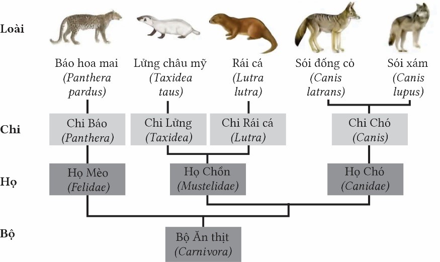 Hình 2 mô tả cây phát sinh chủng loại của bộ Ăn thịt (Carnivora) (ảnh 1)