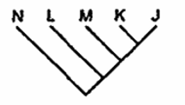 Trong các sơ đồ sau đây, sơ đồ nào phù hợp nhất thể hiện mối quan hệ tiến hóa của 5 loài trên? A. B. C. D. (ảnh 1)