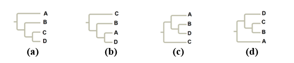 Cây phát sinh chủng loại nào sau đây thể hiện mối quan hệ gần gũi nhất giữa 2 loài A và D? (ảnh 1)