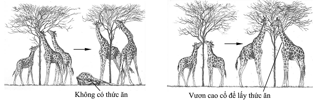 Hình 10 mô tả sự thay đổi chiều dài cổ của hươu qua các thế hệ. Hình 10 Trong các phát biểu sau đây phát biểu số mấy là đúng theo quan điểm của thuyết tiến hóa Darwin? (ảnh 1)