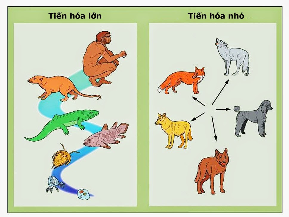 Trong hình vẽ miêu tả quá trình hình thành tiến hóa lớn và tiến hóa nhỏ dưới đây. Có bao nhiêu nhân xét sai trong các nhận định sau: (ảnh 1)