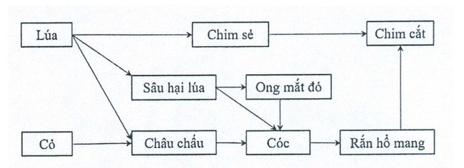 Giả sử lưới thức ăn trong 1 hệ sinh thái được mô tả ở hình bên. Theo lí thuyết, mỗi nhận định sau là đúng hay sai về lưới thức ăn này? (ảnh 1)