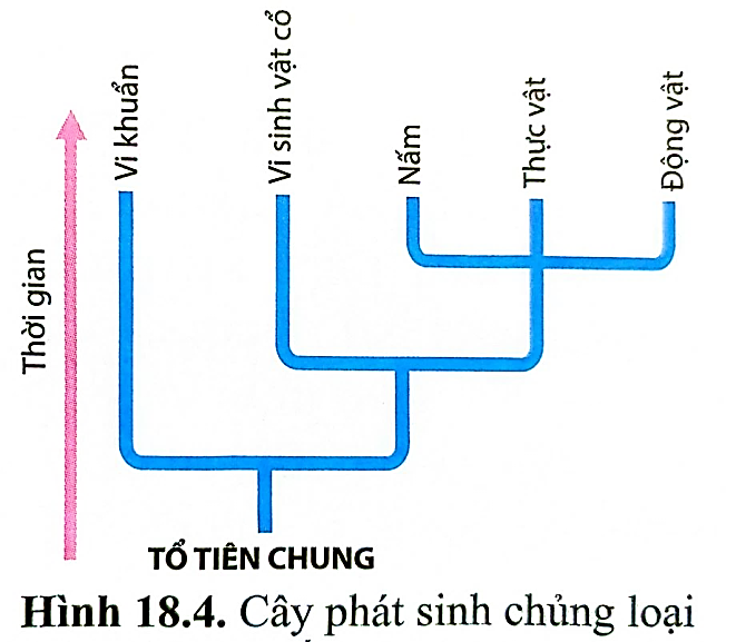 Hình bên dưới đây mô tả cây phát sinh chủng loại Sau khi quan sát hình trên một bạn học sinh đã phát biểu một số nhận định về mối quan hệ họ hàng giữa các loài như sau: (ảnh 1)