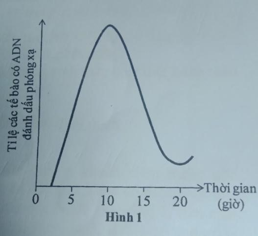 Nuôi cấy tế bào động vật trong môi trường chứa thymine được đánh dấu phóng xạ trong 30 phút. Sau đó, tế bào được chuyển sang môi trường chứa thymine không đánh dấu phóng xạ để các tế bào tiếp tục phát triển. (ảnh 1)