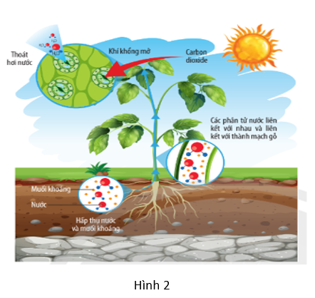 Hình 2 mô tả quá trình hấp thụ nước và muối khoáng ở rễ và quá trình thoát hơi nước ở lá. Khi quan sát hình 2, bạn A nhận xét “Cây hút được nước và khoáng là nhờ quá trình thoát hơi nước ở lá”.  (ảnh 1)