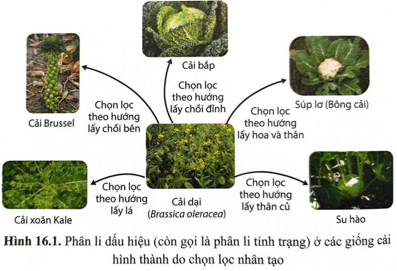 Hình dưới đây mô tả sự hình thành nhiều giống cải khác nhau như cải bắp, cải lá, su hào,... từ cây cải dại :   Có bao nhiêu nhận định sau đây đúng với quan niệm Darwin? (ảnh 1)