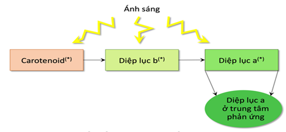 Dựa vào sơ đồ hấp thu và truyền năng lượng ánh sáng giữa các sắc tố quang hợp như Hình 3.16. Điều nào sau đây đúng khi nói về  vai trò của hệ sắc tố?   (ảnh 1)