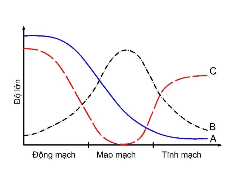 Đồ thị dưới đây cho biết sự biến động của vận tốc máu, tổng tiết diện mạch và huyết áp trong hệ mạch:    (ảnh 1)