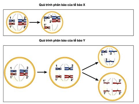 Quan sát  Hình 5 quá trình phân bào của một tế bào sinh tinh và một tế bào sinh trứng ở một loài động vật (2n = 4) dưới kính hiển vi với độ phóng đại như nhau, người ta ghi nhận được một số sự  kiện xảy ra ở hai tế bào này như sau: (ảnh 1)