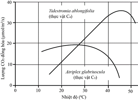 Hình 1 thể hiện ảnh hưởng của nhiệt độ đến quang hợp. Hình 1 Nhiệt độ tối ưu của loài Atriplex glabriuscula khoảng (ảnh 1)