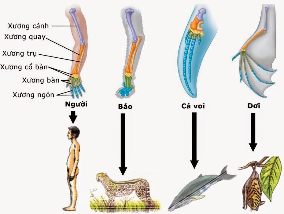 Hình 4 thể hiện hình thái và giải phẫu của chi trước hoặc cánh ở một số động vật. Nhận định nào sau đây đúng khi nói về bằng chứng tiến hoá ở các loài động vật này? (ảnh 1)