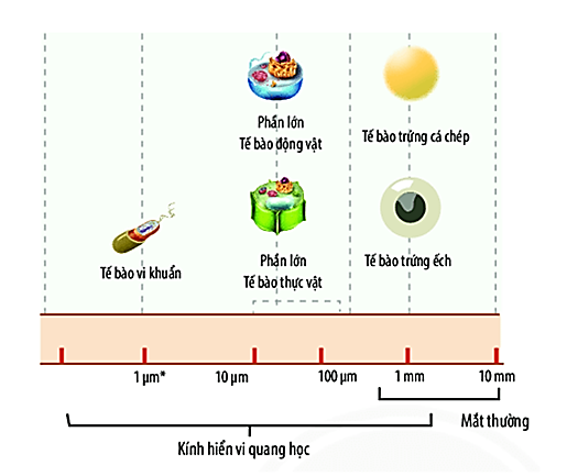 Quan sát Hình 1 và cho biết tế bào nào có kích thước dưới 9 µm? (ảnh 1)