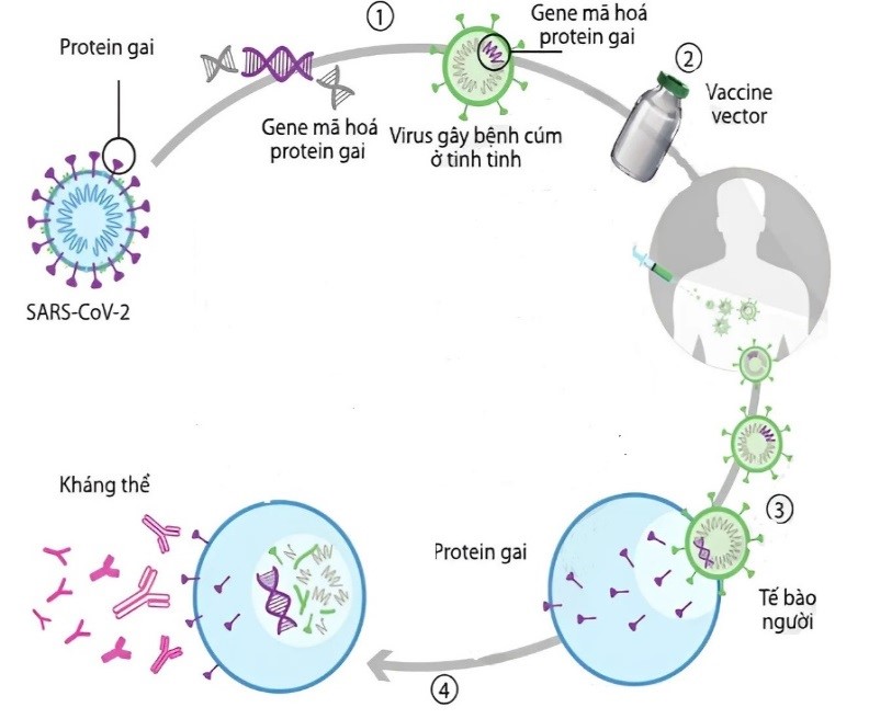 Vaccine phòng COVID-19 của AstraZeneca là loại vaccine có hiệu lực bảo vệ con người trước tác nhân gây bệnh COVID-19 là virus corona (SARS-COV-2) lên đến hơn 89%. (ảnh 1)