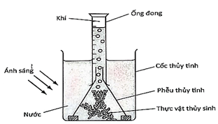 Để tìm hiểu về quá trình quang hợp ở thực vật, một học sinh đã bố trí thí nghiệm trong phòng thực hành như hình bên.    Kết quả thí nghiệm là trong ống đong xuất hiện nhiều bọt khí. Bọt khí này được tạo ra bởi khí (ảnh 1)