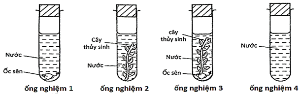Bốn ống nghiệm được bố trí tương ứng với các hình bên và được chiếu sáng đầy đủ. Sau 6 giờ, ống nghiệm ở hình số mấy chứa nhiều CO2 hòa tan nhất?    A. ống nghiệm 1   	    B. ống nghiệm 2     C. ống nghiệm 3           D. ống nghiệm 4 (ảnh 1)